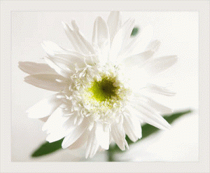 White flower