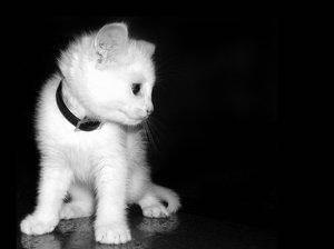 white cat