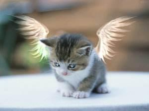 cat-angel
