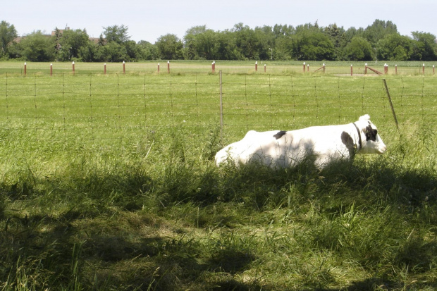 Various pictures of cows. #Cow #Cattle #Bovine #Krowa #Mleka #Mleko #Bull #Animal #moo