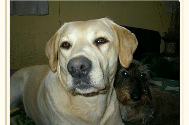 Piekna z nich para!!! #psy #zwierzęta #labrador #jamnik