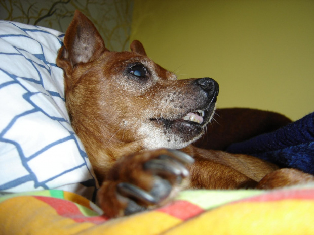 Eikos Media Group, 1998-2006 #Poofter #Goldenburg #Chihuahua #Mexican #Mexico #Dog #Animal #PGoldenburg #Goldenberg #EIKOS