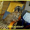 jakis problem? #jamnik #JamnikSzorstkowłosy #pies #smieszne