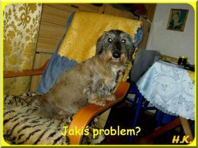 jakis problem? #jamnik #JamnikSzorstkowłosy #pies #smieszne