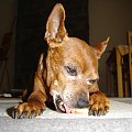 Eikos Media Group, 1998-2006 #Poofter #Goldenburg #Chihuahua #Mexican #Mexico #Dog #Animal #PGoldenburg #Goldenberg #EIKOS