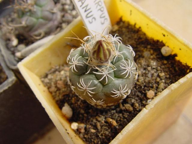 Turbinicarpus krainzianus