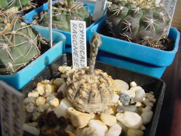 Gymnocalycium ragonesei