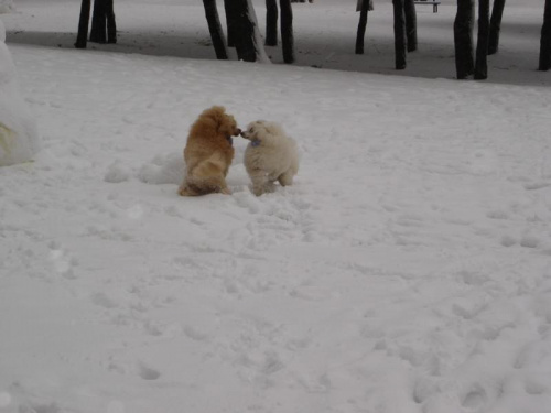 Cheri i Dajmus. Zabawa na sniegu.