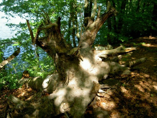 w cieniu drzew #natura #przyroda #pień