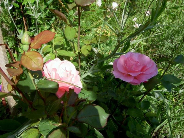 #róze #ogród