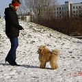 Cheri na sniegu. #pies #pudel #PudelMiniaturowy #champion #interchampion #WystawaPsów #wystawy