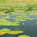 Jezioro Łukcze #jezioro #Łukcze #grążele #kwiatki #kwiaty #kwiat