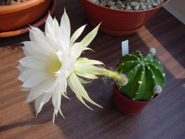 Echinopsis subdenudata