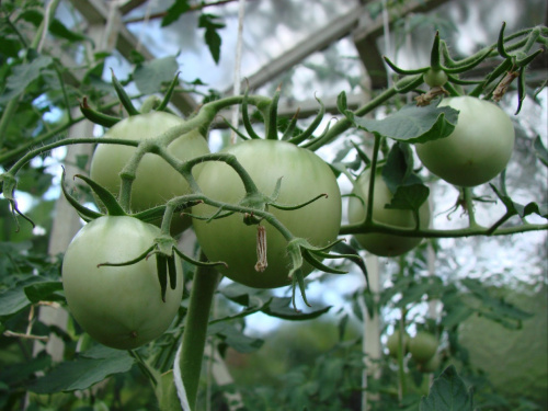 Śliczne, zielone pomidorki w szklarni. #pomidory
