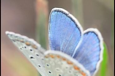 #Chorwacja #makro #owady