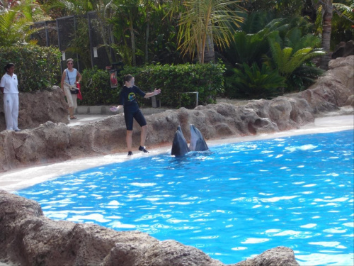 Pokaz delfinów w Loro Parque. #teneryfa #LoroParque #delfiny #pokaz