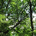 #las #spacer #drzewa #natura #wakacje #mazury #warmia #olsztyn #OkoliceOlsztyna