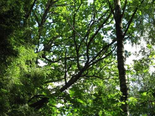 #las #spacer #drzewa #natura #wakacje #mazury #warmia #olsztyn #OkoliceOlsztyna