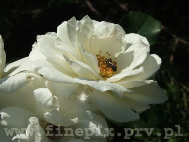 Pracownica #Mnich #Chybie #pszczoła #kwiat #przyroda #ChybieMnich #zyzio