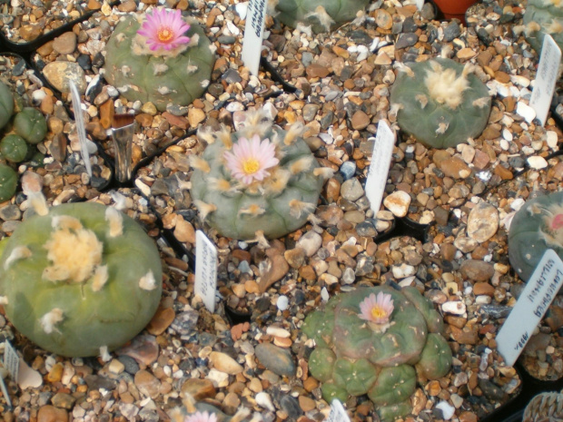 Lophophora williamsii v. texensis #LophophoraWilliamsii