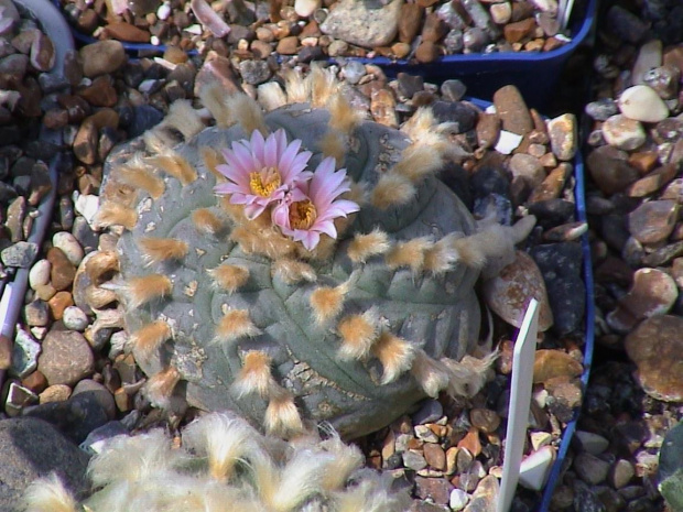 Lophophora williamsii