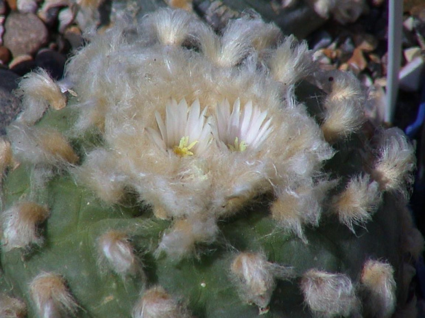 Lophophora diffusa v. koehresii #LophophoraDiffusa