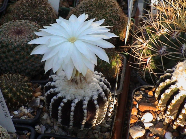 Discocactus horstii