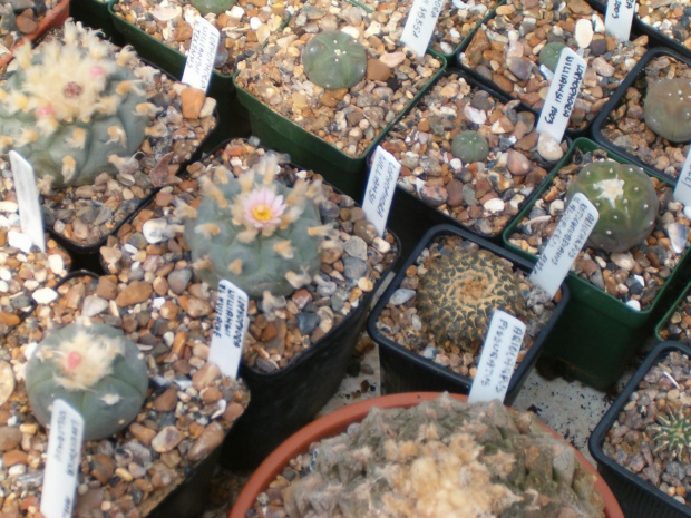 Lophophora williamsii