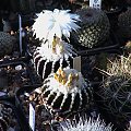 Discocactus horstii