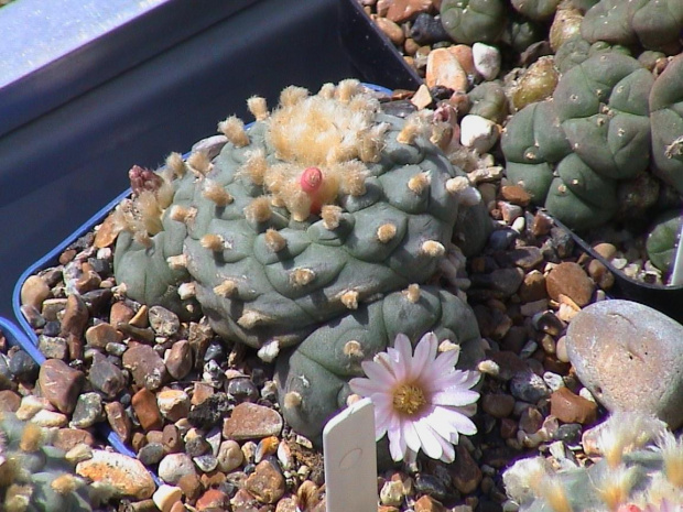 Lophophora williamsii SB854 #LophophoraWilliamsii