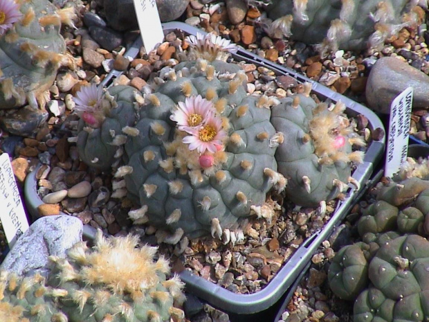 Lophophora williamsii
