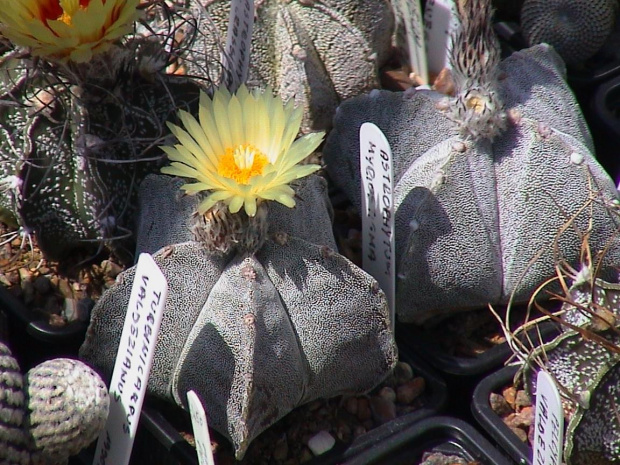 Astrophytum myriostigma