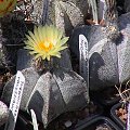 Astrophytum myriostigma