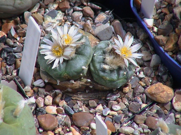 Lophophora sp San Francisco SLP #LophophoraWilliamsii