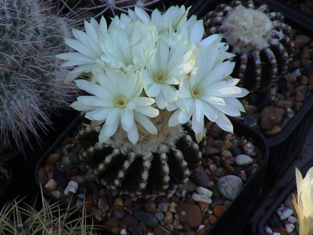 Discocactus horstii