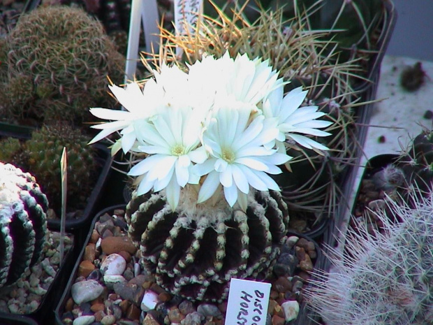 Discocactus horstii