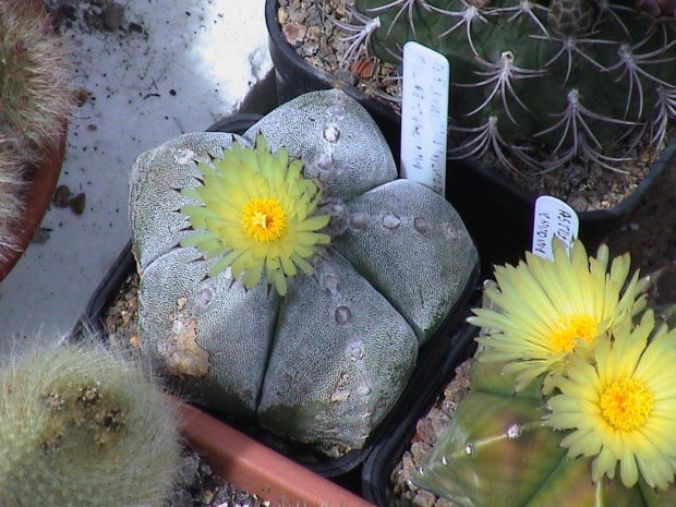 Astrophytum myriostigma