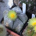Astrophytum myriostigma