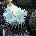 Discocactus horstii