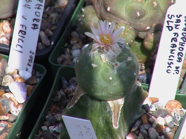 Lophophora sp San Francisco SLP #LophophoraWilliamsii