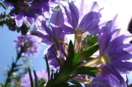 fioletowa piękność niewiadomego pochodzenia #kwiaty