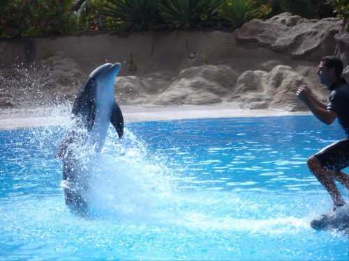 Pokaz delfinów - Loro Parque #delfiny #loro #pokaz #basen #błękit #woda