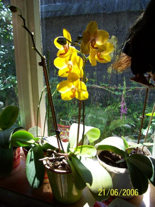 #orchidea