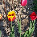 #tulipany