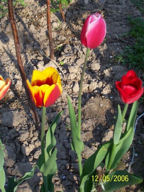 #tulipany