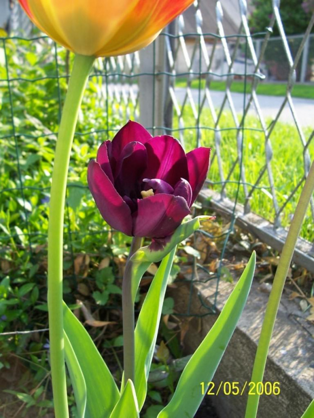 #tulipany