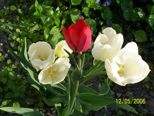 #tulipany