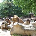 Zoo Krefeld - Niemcy #Zoo