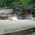 Zoo Krefeld #Zoo