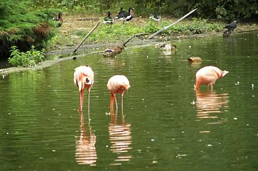 #Zoo